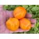 Rocoto Jenipapo Orange
