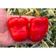Rocoto Red Giant