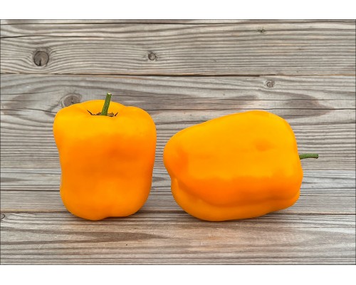 Rocoto Orange Giant