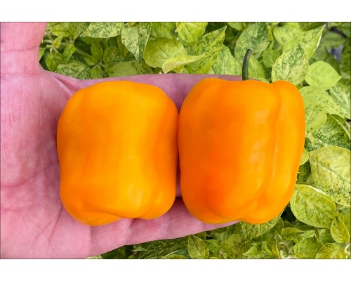 Rocoto Orange Giant