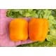 Rocoto Orange Giant