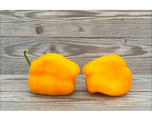 Rocoto Summer Sun