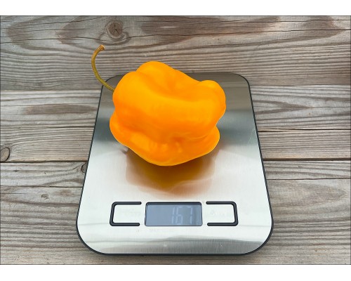 Rocoto Summer Sun