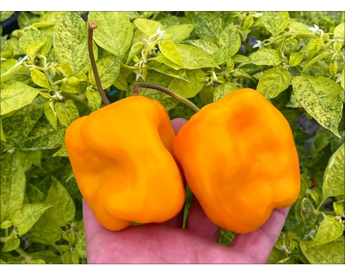 Rocoto Summer Sun