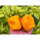 Rocoto Summer Sun