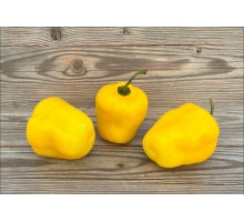 Rocoto Gilge Yellow