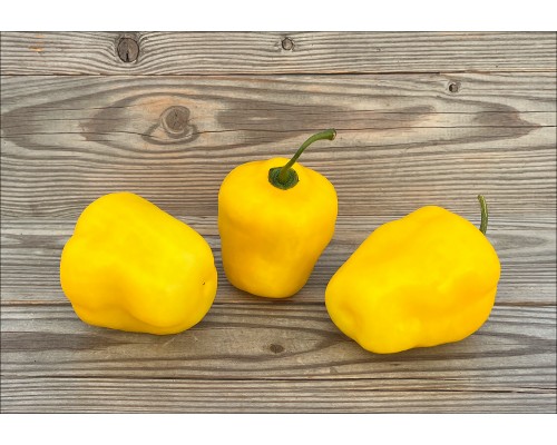 Rocoto Gilge Yellow