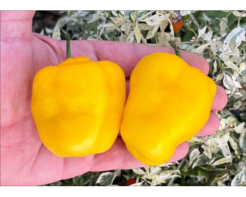 Rocoto Gilge Yellow