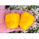 Rocoto Gilge Yellow