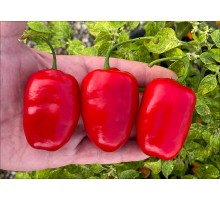 Rocoto Erlenwald Red