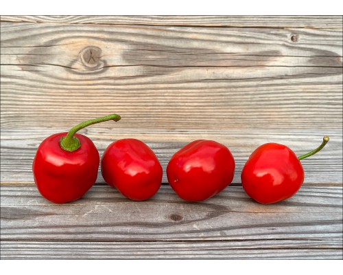 Rocoto Timber Red Cherry