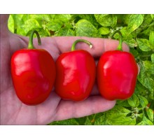 Rocoto Wolfshof
