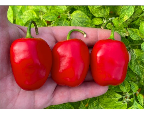 Rocoto Wolfshof