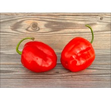 Rocoto Rojo San Camilo