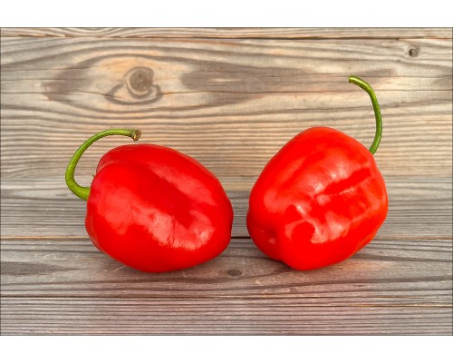 Rocoto Rojo San Camilo