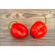 Rocoto Rojo San Camilo