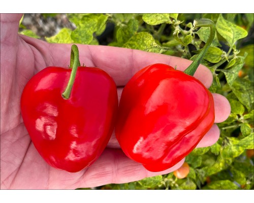 Rocoto Rojo San Camilo