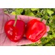 Rocoto Rojo San Camilo