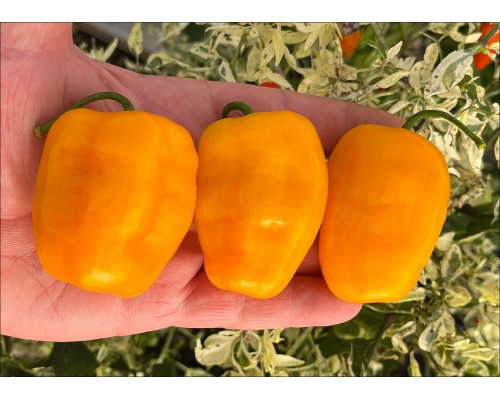 Rocoto Cristobal Colombo