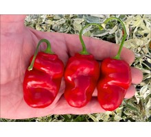 Rocoto Ambato Longo