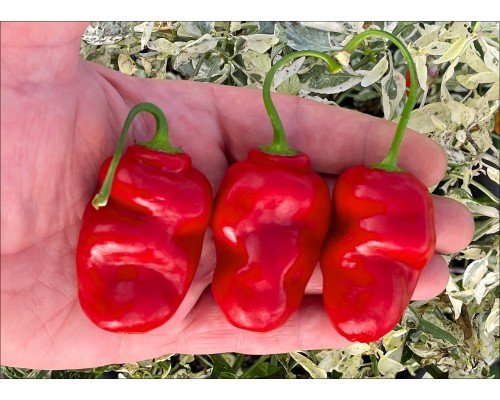 Rocoto Ambato Longo