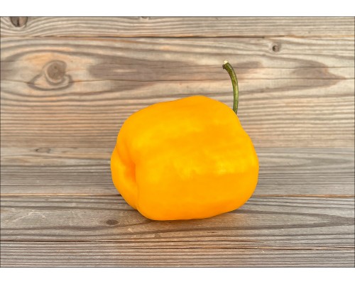 Rocoto De La Paz Amarillo