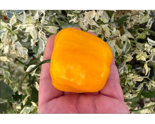 Rocoto De La Paz Amarillo