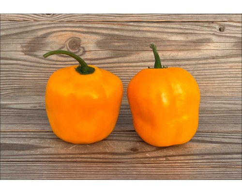 Rocoto Los Cerrillos Laranja