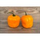 Rocoto Los Cerrillos Laranja
