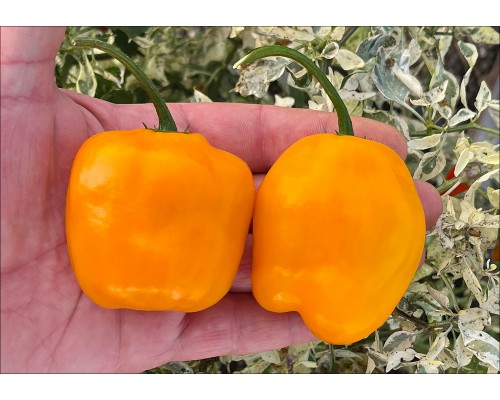 Rocoto Los Cerrillos Laranja