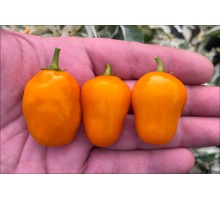 Mini Rocoto Orange