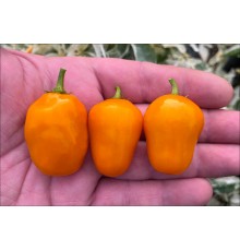 Mini Rocoto Orange