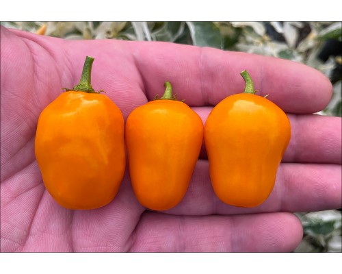 Mini Rocoto Orange