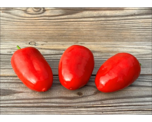 Rocoto Palpasch