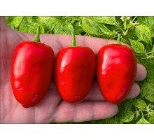 Rocoto Palpasch