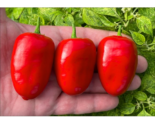Rocoto Palpasch