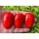 Rocoto Palpasch