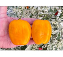 Rocoto Gilge Orange