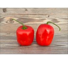 Rocoto Gilge Red