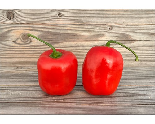 Rocoto Gilge Red