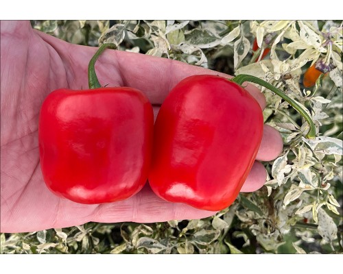 Rocoto Gilge Red
