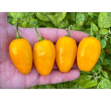 Rocoto Roppen Yellow