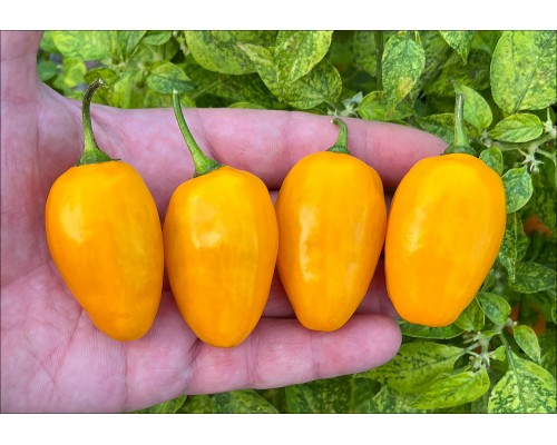 Rocoto Roppen Yellow