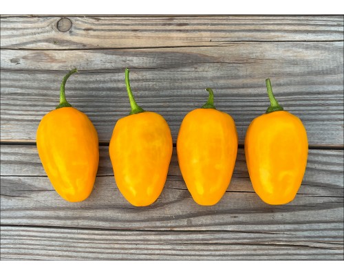 Rocoto Roppen Yellow