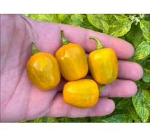 Mini Olive-Yellow Rocoto