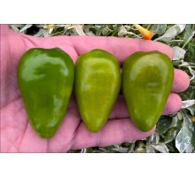 Rocoto Juwendt Green