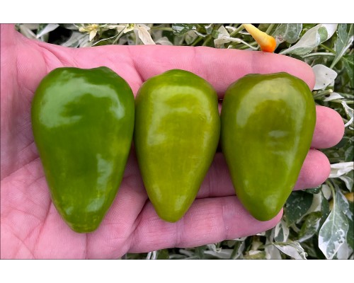 Rocoto Juwendt Green