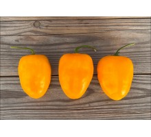 Rocoto Matten Orange