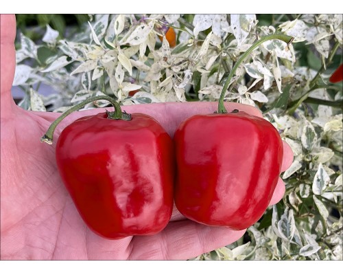 Rocoto Merivale