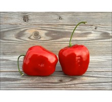 Rocoto Merivale
